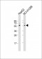 USP22 Antibody (N-term)