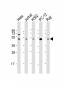 RPL4 Antibody (C-Term)