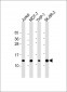 RPS27 Antibody (N-Term)