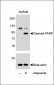 PARP1 Antibody