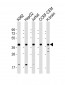 Cyclophilin D Antibody