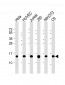 Profilin-1 Antibody