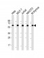 Hsp60 Antibody