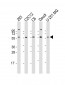 YY1 Antibody (N-term)