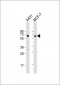 PXN Antibody (Y118)