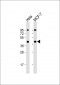 AP6533b-ACTR2-Antibody-C-term