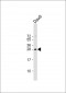 FAM3B Antibody (N-term)