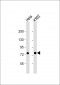 SRP72 Antibody (Center)