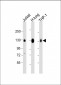 CD31 Antibody (C-term)