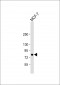 B-RAF Antibody (S601)