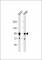 HSP90AB1 Antibody (C-term)