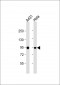 HSPCB Antibody (Center)