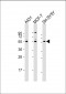 NEK3 Antibody (Center)