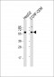 NEK3 Antibody (Center)