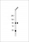 WEE1 Antibody (Center)