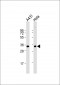 PP2A alpha Antibody (C-term)
