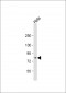 MFN2 Antibody (Center)