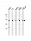 CDC37 Antibody (Center)