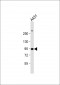 HSPCB Antibody (N-term)