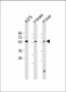 DLL3 Antibody (C-term)