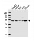 CTBP1 Antibody (C-term)