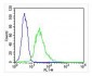 EEF1E1 Antibody