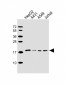 EEF1E1 Antibody