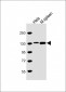CTCF Antibody (N-Term)