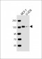 FAM120A Antibody