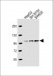 PROX-1-S514 Antibody