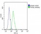 SLC22A2 Antibody (N-term)