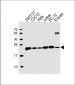 RAB11A Antibody