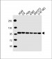 VCP Antibody