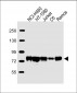 GARS Antibody (C-term)