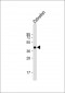 DANRE pou3f3a Antibody (C-term)