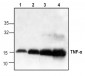 TNF-alpha Antibody