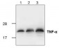 TNF-alpha Antibody