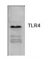 TLR4 Antibody