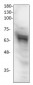 PAK1 Antibody