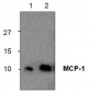 MCP-1 Antibody