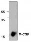 M-CSF Antibody