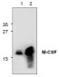 M-CSF Antibody