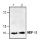 SDF-1beta Antibody