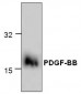 PDGF-BB Antibody