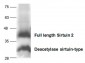 SIRT2 Antibody