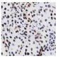 HMGB1 Antibody