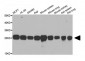 HMGB1 Antibody