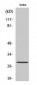 Phospho-Bcl-2 (Thr56) antibody