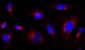 Functional Rab1-GTP Antibody, mAb (recombinant)