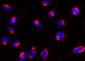 Functional Rab6-GTP Antibody, mAb (recombinant)